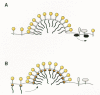 Figure 12. Two models for the packaging of retroviral Env glycoproteins.