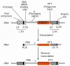 Figure 1. Critical cis-acting elements in retroviral vectors and vector replication cycle.