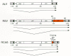 Figure 3. Comparison of ALV, RSV, and RCAS, a retroviral vector based on RSV.