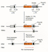 Figure 4. Construction and replication cycle of self-inactivating vector.