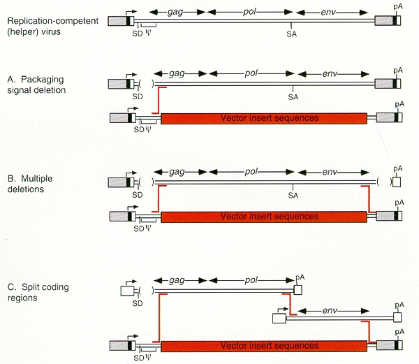 Figure 5. Strategies for packaging cell line construction.