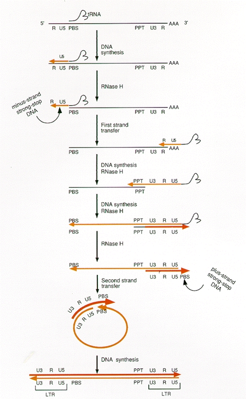 Figure 2. Process of reverse transcription of the retroviral genome.
