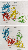Figure 7. Ribbon drawings of the HIV-1 RT.