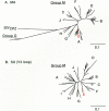 Figure 1. Genetic subtypes of HIV-1.