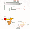 Figure 3. Phylogeny of primate lentiviruses.