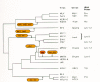 Figure 6. Taxonomy and sequence relationships of retroviruses.