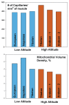 FIGURE 13.5. High-altitude native Tibetans have higher capillary density than their Andean counterparts or populations at low altitude; Tibetan and Andean highlanders both have lower mitochondrial volume than low-altitude populations (data from Hoppeler et al., 1990, 2003; Desplanches et al., 1996; Kayser et al., 1996).