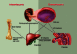 Figure 1. HSC migration from embryonic to fetal hematopoiesis.
