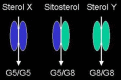 Figure 6. Model of ABCG5 and ABCG8 dimers.