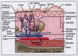 Figure 1. . Anatomical relationship between skin and skin structures and different S.