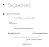 Figure 3. . (A) Schematic of the has operon encoding enzymes involved in hyaluronic acid biosynthesis in group A streptococci.