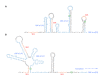 Figure 3. . Predicted mRNA secondary structures of the erm(TR) regulatory region (called the attenuator).