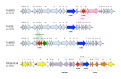 Figure 4. . erm(B)-carrying genetic elements (Varaldo, Montanari, & Giovanetti, 2009; Brenciani A.