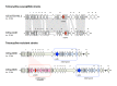 Figure 5. . erm(TR)-carrying genetic elements that depend on tetracycline susceptibility/resistance (Varaldo, Montanari, & Giovanetti, 2009; Brenciani A.