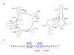 Figure 6. . Ribosomal mutations responsible for MLS resistance in S.