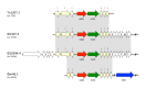 Figure 7. . mef(A)-carrying genetic elements (Varaldo, Montanari, & Giovanetti, 2009; Giovanetti E.