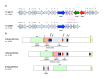 Figure 8. . Genetic elements carrying mef genes other than mef(A) (Varaldo, Montanari, & Giovanetti, 2009; Del Grosso, et al.