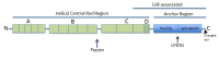 Figure 3. . Characteristics of the complete M6 protein sequence.