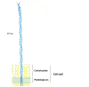 Figure 4. . The appearance of the M molecule on the surface of the streptococcal cell wall.