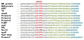 Figure 5. . Sequence alignment of the C-terminal end of M protein and other streptococcal surface proteins, depicting the charged tail (blue), hydrophobic domain (green), and LPXTG motif (red).