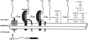 Figure 6. . Translocation of proteins with an LPXTG motif to the surface of the cell wall for anchoring (Mazmanian, Ton-That, & Schneewind, 2001b).