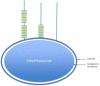 Figure 7. . Conformational characteristics of the proteins found on the surface of streptococci.