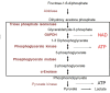 Figure 8. . A segment of the glycolytic pathway that depicts the enzymes located on the surface of the streptococcal cell wall (box) that produce NAD and ATP.