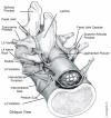 Figure 5. Oblique View of the Normal L3 to L5 Lumbar Vertebrae.