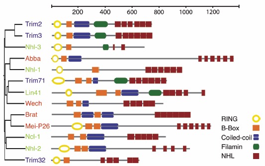 Figure 1. Overview of the Trim-NHL protein family.