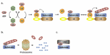 Figure 2. Basic principles of ubiquitination.