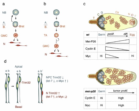 Figure 3. Models for Trim-NHL proteins in stem cell niches.