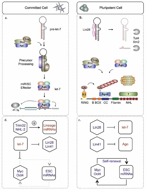 Figure 4. Summary of miRNA regulation during stem cell differentiation.