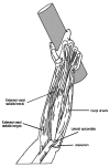 Figure 4. Structures associated with lateral epicondylitis.