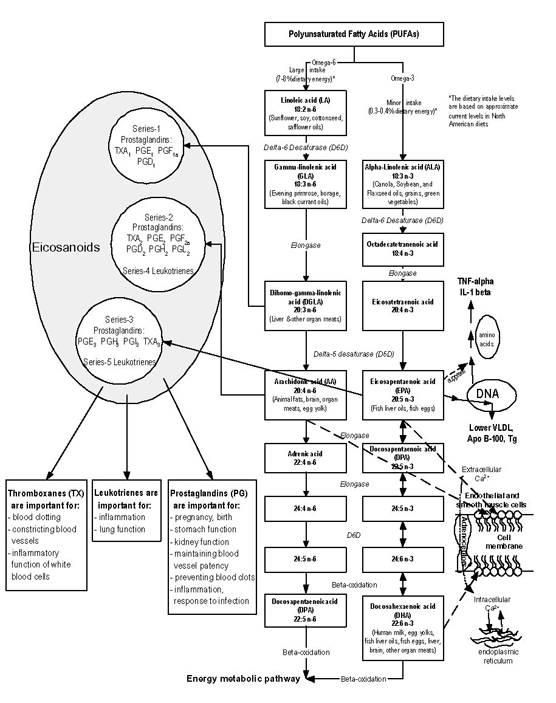 Figure 1.1 Classical omega-3 and omega-6 fatty acid synthesis pathways and the role of omega-3 fatty acid in regulating health/disease markers.