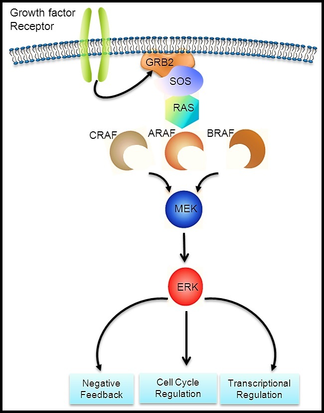 BRAF-RAS pathway