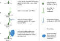 FIGURE 4. Diagrammatic representation of TNF-α-Blocker and Promonitor assays for IFX and ADA.