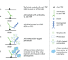 FIGURE 5. Diagrammatic representation of the LISA-TRACKER assay for antibodies to IFX or to ADA.