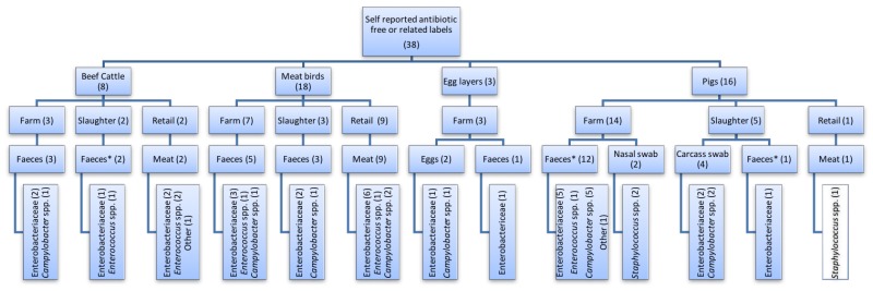 Figure 3. Flowchart depicting the species, sample point, sample type and bacteria investigated within studies with interventions that were self-identified to be antibiotic free, raised without antibiotics, or other similar labels.