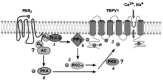 FIGURE 31.2. Potential mechanisms by which PAR2 sensitizes TRPV1.