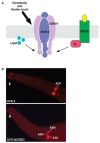 FIGURE 18.1. Polymodality and specificity of OCR-2/OSM-9 in vivo.