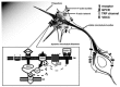 FIGURE 4.1. TRPC channels in nerve guidance.