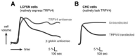 FIGURE 29.1. Role of TRPV4 in cellular osmoregulation.