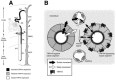 FIGURE 29.2. TRPV4 in the mammalian kidney.