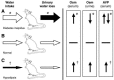 FIGURE 29.3. Genesis of a water deficit in mammals.