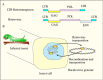 Figure 1. . The conversion of an LTR retrotransposon to a retrovirus by obtaining the env gene.