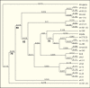 Figure 2. . Phylogenetic tree of S.