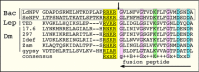 Figure 3. . Homology at the cleavage site of selected baculovirus F proteins, a lepidopteran (Lep) errantivirus env (79), and 5 env sequences from Drosophila melanogaster (Dm).