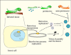 Figure 4. . Possible pathways of retrovirus survival and transmission in a baculovirus-infected host.