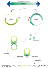 Figure 5. . A two-plasmid transposition system.