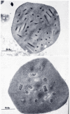 Figure 3. . Two nucleopolyhedroviruses pathogenic for Orgyia pseudotsugata showing single (top panel) and multiple (bottom panel) nucleocapsids/envelope.